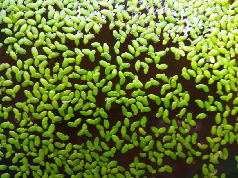 How Duckweed Affects the Environment How Duckweed Affects the Environment