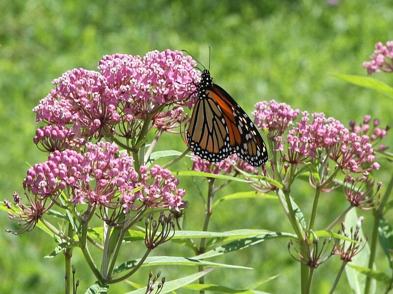 The Story Between Milkweed and Monarch Butterflies The Story Between Milkweed and Monarch Butterflies