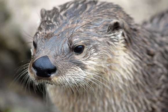 river otter