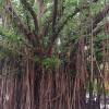 How Planting Trees Like Banyan and Bamboo Can Treat Water Sources