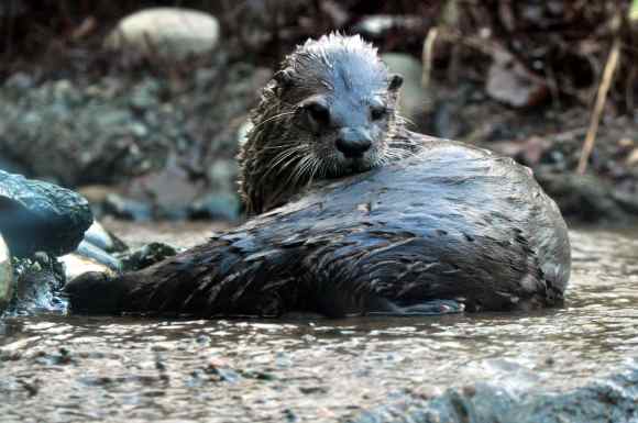 river otter