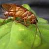 What Homeowners Should Know About Eco-Friendly Pest Control Solutions