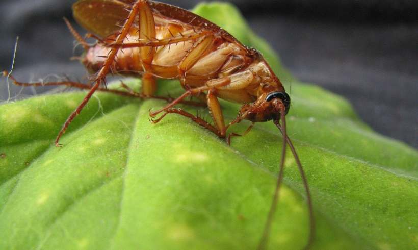 What Homeowners Should Know About Eco-Friendly Pest Control Solutions