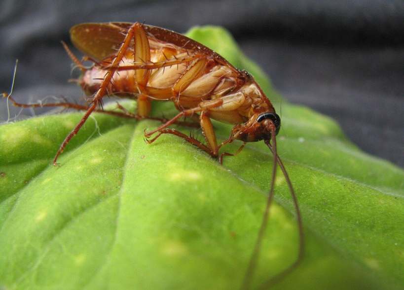 What Homeowners Should Know About Eco-Friendly Pest Control Solutions
