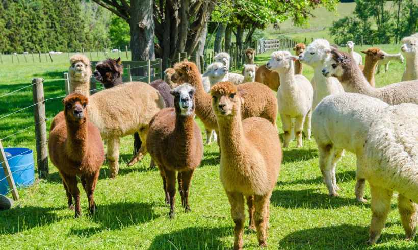 Why is Alpaca Farming a Sustainable and Ethical Choice for Modern Farmers? Why is Alpaca Farming a Sustainable and Ethical Choice for Modern Farmers?