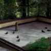 How to Make a Restorative Peace and Harmony Zen Garden