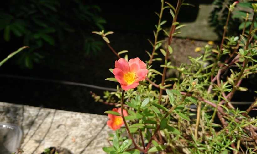 We Need to Talk More About Purslane