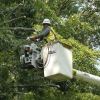 Tree Trimming and Removal – A Guide to Caring for Your Landscape