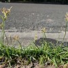 Benefits of a Common Weed, in Nutgrass