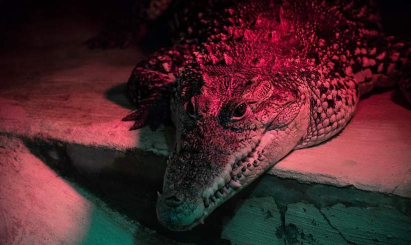 Between Nile Crocodile and Egyptian Plover