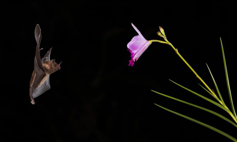 Bats, the Nocturnal Helpers of the Environment Bats, the Nocturnal Helpers of the Environment