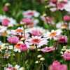 Wildlife-Friendly Flower Gardens & Blooms That Support Local Ecosystems