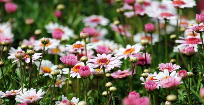 Wildlife-Friendly Flower Gardens & Blooms That Support Local Ecosystems
