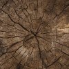 How Drones and AI Help Detect Sick Oak Trees