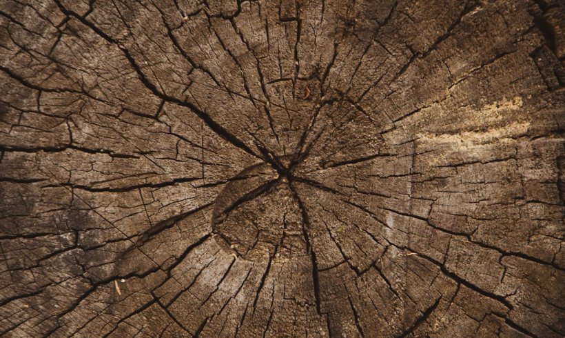 How Drones and AI Help Detect Sick Oak Trees