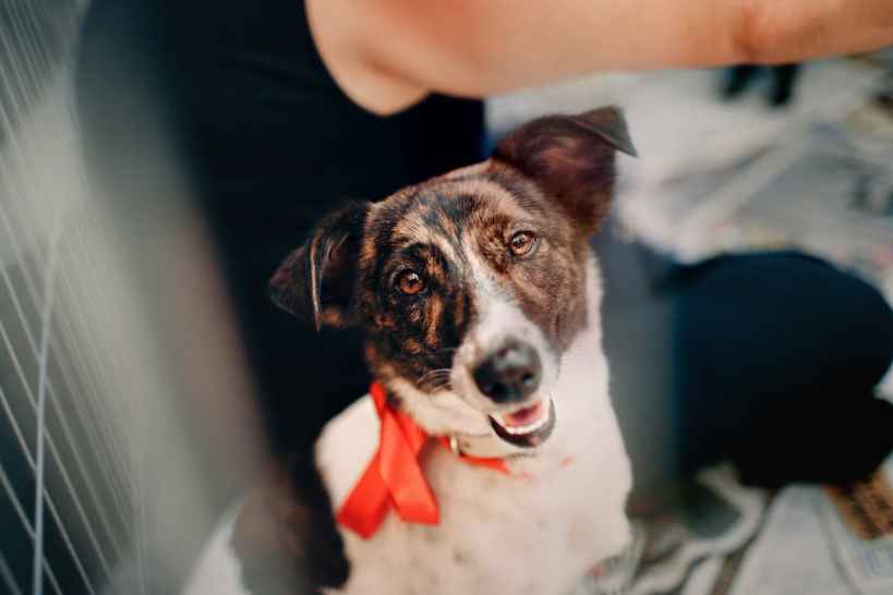 How to Help a Rescue Dog Adjust to a New Home