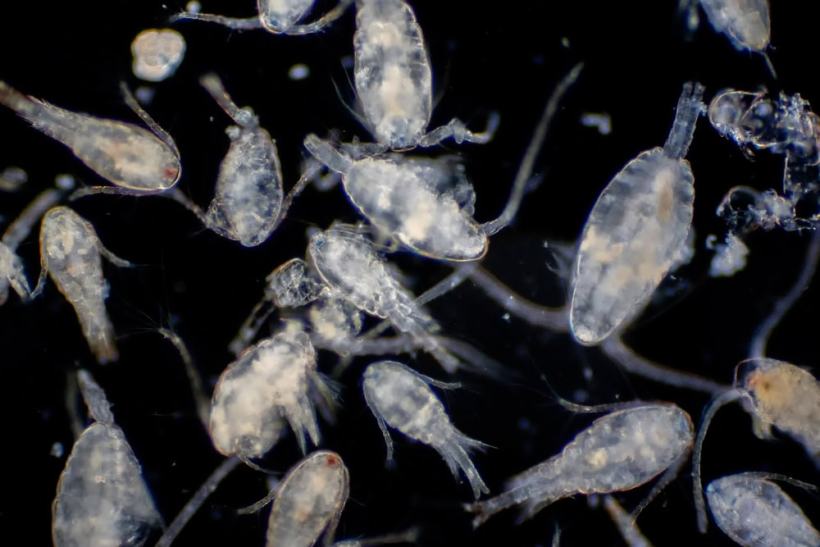 Since We Have Warmer and More Acidic Oceans Now, What’s Going to Happen to Plankton?