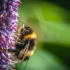 Bee Evolution? Scientists Find That Bumblebee Queens Hibernate in Pesticide-Contaminated Soil