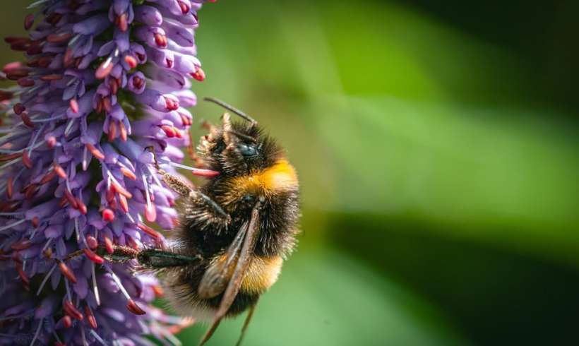 Bee Evolution? Scientists Find That Bumblebee Queens Hibernate in Pesticide-Contaminated Soil Bee Evolution? Scientists Find That Bumblebee Queens Hibernate in Pesticide-Contaminated Soil