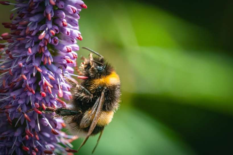 Bee Evolution? Scientists Find That Bumblebee Queens Hibernate in Pesticide-Contaminated Soil