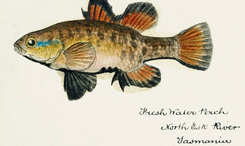 Another Win in Conservation: Locally Extinct Fish Species Finally Brought Back in Australia