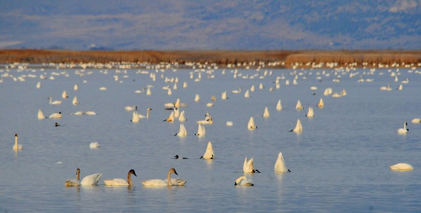 Global Conservation Report Shows The Current Status of Migratory Species