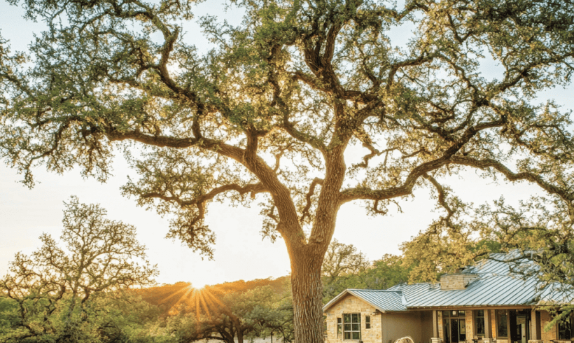 Trees as Cool Solution for a Warming World Trees as Cool Solution for a Warming World