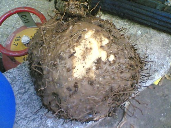 Hairy Noorang (dpreacher Flickr)