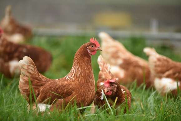 brown chickens on green grass during daytime
