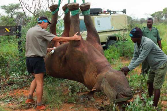 Bringing Rhino Upside Down (Namibia Ministry of Environment, Forestry and Tourism)