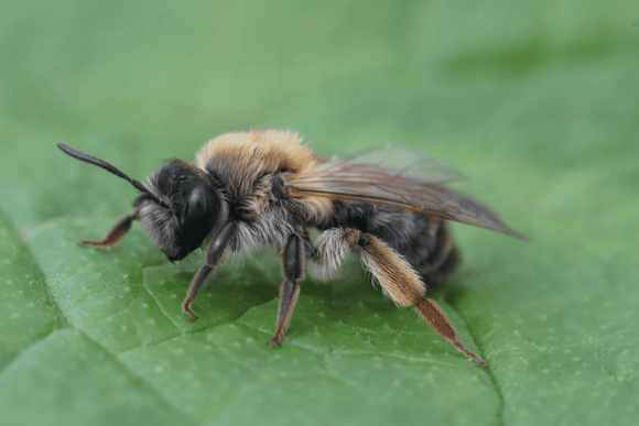 Female-Andrena-Tibialis-mining-bee-closeup (BeesWiki)
