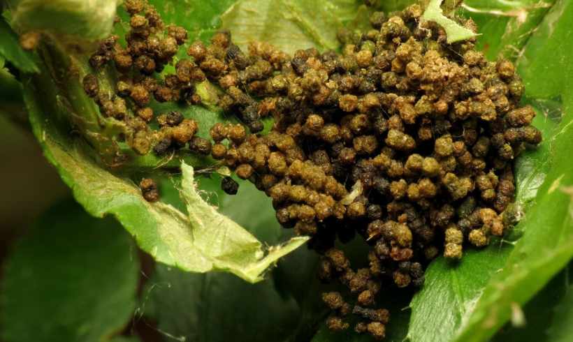 Frass, From The Tiny Soldiers Fighting Climate Change