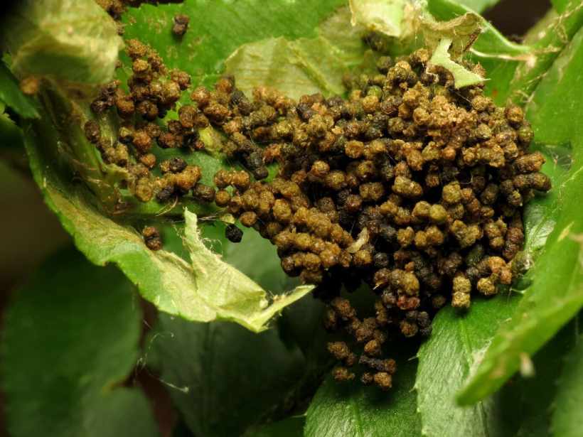 Frass, From The Tiny Soldiers Fighting Climate Change Frass, From The Tiny Soldiers Fighting Climate Change