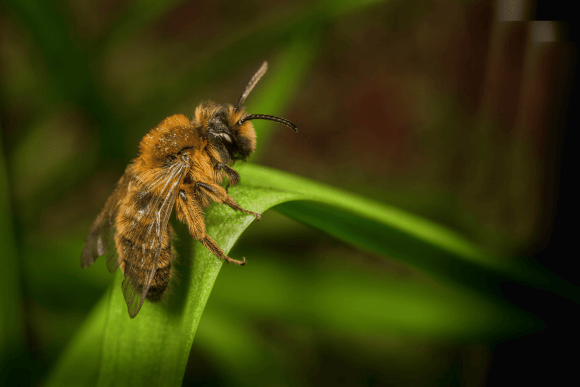 Male-ground-nesting-bee (BeesWiki)