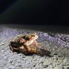 Helping Toads Cross the Road