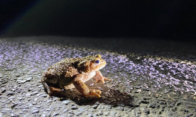 Helping Toads Cross the Road