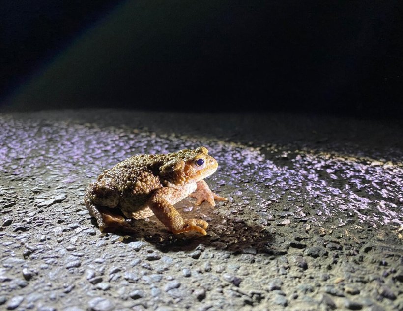 Helping Toads Cross the Road
