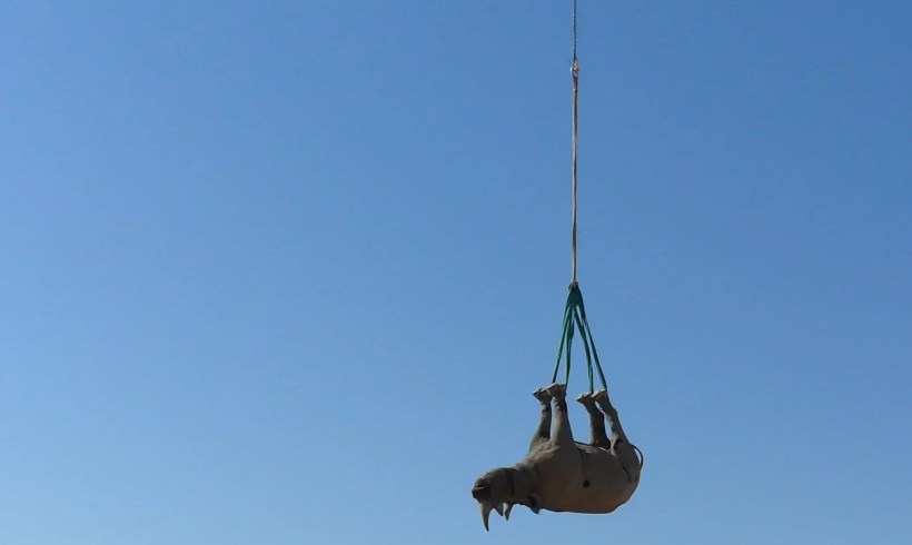 Rhino + Helicopter = Upside Down!?