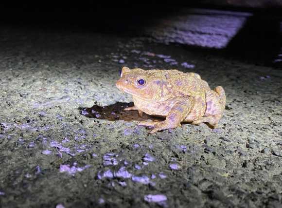 Toad Crossing (Charlcombe Toad Rescure Facebook)