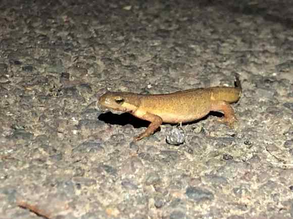 Toads Crossing The Road (Charlcombe Toad Rescure Facebook)