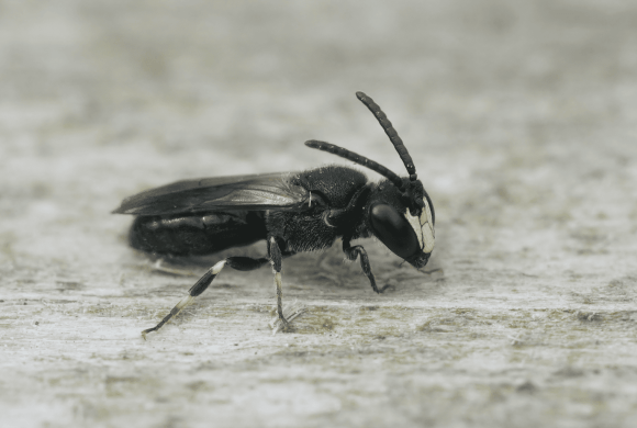 What-is-a-masked-bee-and-where-are-they-from (BeesWiki)