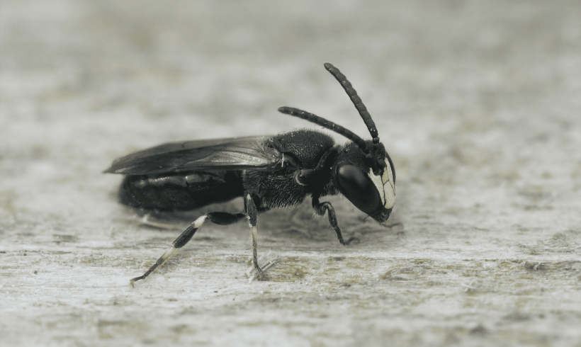 Welcome to Bee Hotel, for Solitary Bees Welcome to Bee Hotel, for Solitary Bees