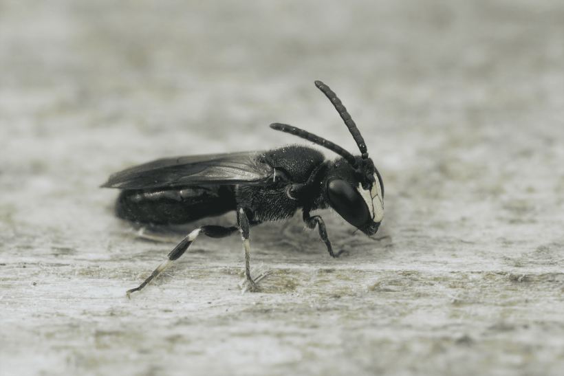 Welcome to Bee Hotel, for Solitary Bees