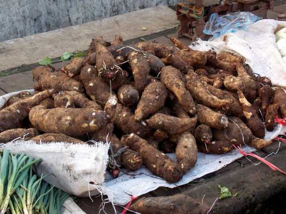 Xanthos_sagitt (Wikimedia COmmons)