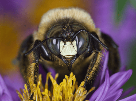 Xylocopa-virginica-male-eatern-carpenter-bee-collecting-nectar-from-flower (BeesWiki)