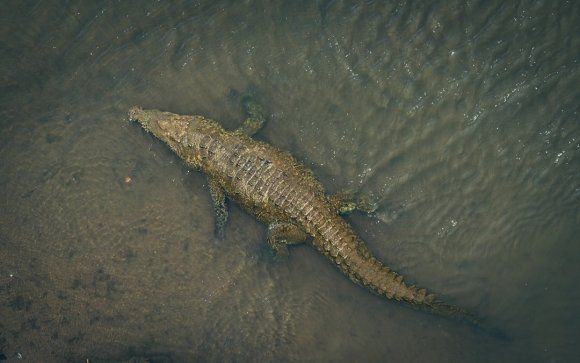 brown crocodile in water during daytime