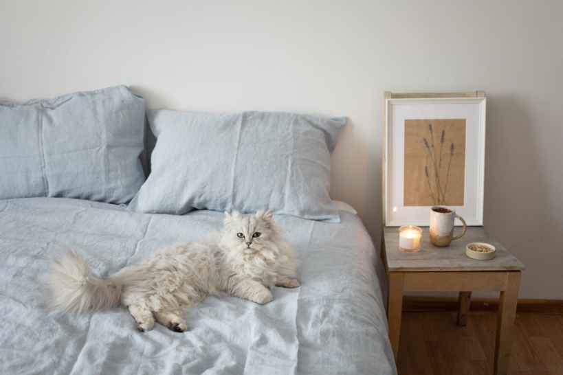 Candle Safety for Your Pets: How the Willis Candle Shop Protects Families—Furry and Otherwise