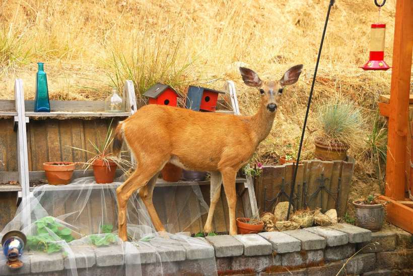 Eco-Friendly Fencing to Keep Deer Out