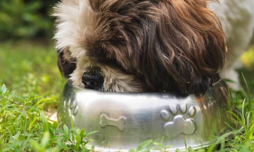 Can My Best Friend Eat My Food?