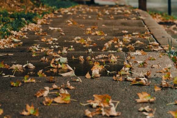 leaves on the ground